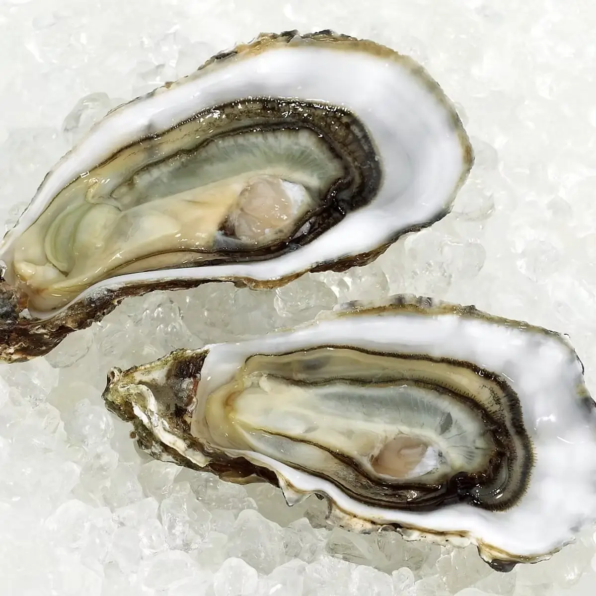 Fresh oysters on ice served at Sea Level NC restaurant in Charlotte