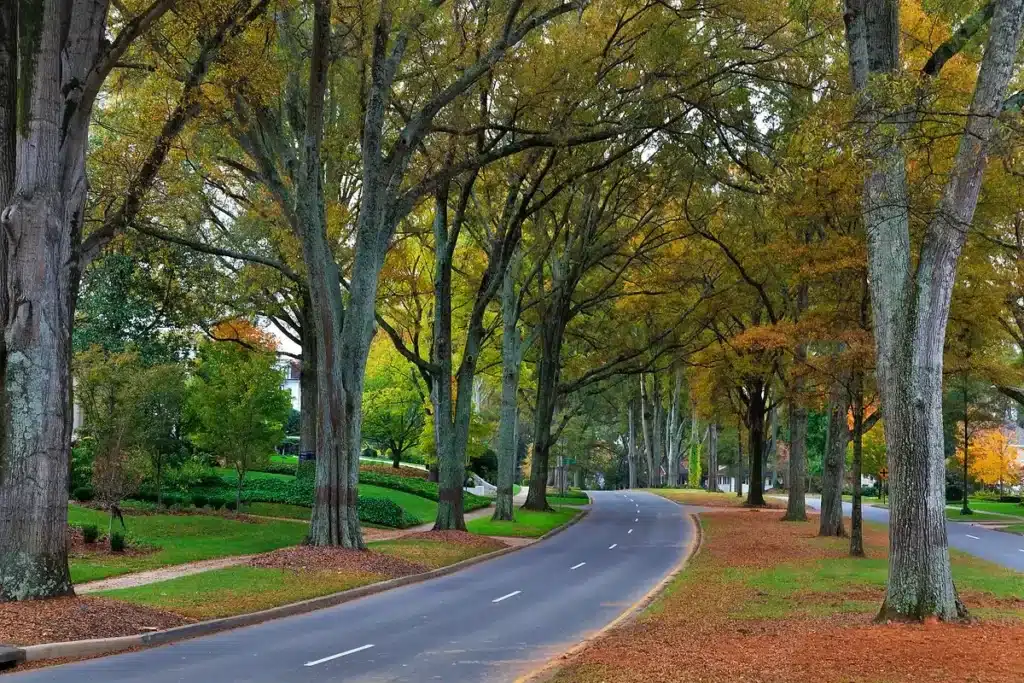 Myers Park black car service in Charlotte NC – tree lined street